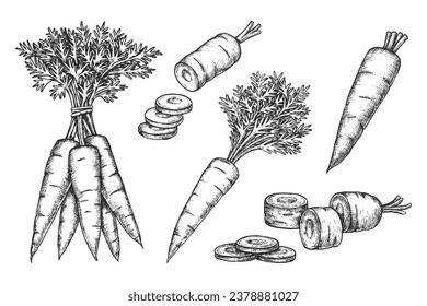 Establecer bocetos de zanahoria vectorial. Ropa aislada y verdura rebanada con frondas. Alimentos de granja naturales extraídos a mano para la nutrición vegetariana o vegana. Cosecha y agricultura, comestibles. Planta de raíz comestible. Alimentos