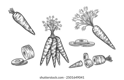 Legen Sie Vektorkarotten-Skizzen fest. Alleinstehende Traube und in Scheiben geschnittenes Gemüse mit Fronds. Handgezeichnetes natürliches Farmfutter für vegetarische oder vegane Ernährung. Ernte und Landwirtschaft, Lebensmittelgeschäft. Essbare Wurzelpflanze. Lebensmittel