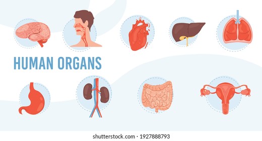 Set of vector cartoon flat internal organs and systems-brain,stomach,lungs,heart,liver,kidneys,uterus-human anatomy disease,medical diagnostics,treatment and therapy concept