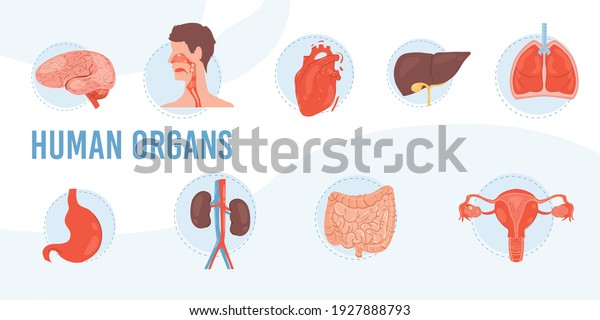 Set of vector cartoon flat internal organs and\
systems-brain,stomach,lungs,heart,liver,kidneys,uterus-human\
anatomy disease,medical diagnostics,treatment and therapy\
concept