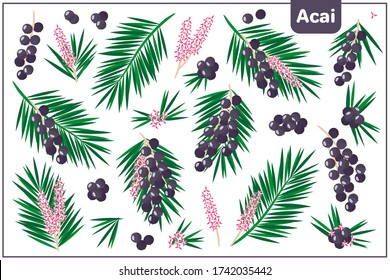Set of vector cartoon illustrations with Acai exotic fruits, flowers and leaves isolated on white background