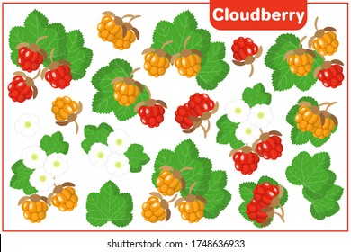 Set of vector cartoon illustrations with Cloudberry exotic fruits, flowers and leaves isolated on white background