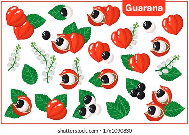 Conjunto de ilustraciones vectoriales de dibujos animados con frutas exóticas de Guarana, flores y hojas aisladas en fondo blanco