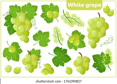 Set of vector cartoon illustrations with White Grape exotic fruits, flowers and leaves isolated on white background