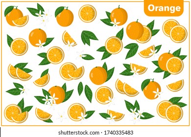Conjunto de ilustraciones vectoriales de dibujos animados enteros, a medias, trozos cortados Frutas exóticas naranjas, flores y hojas aisladas en fondo blanco