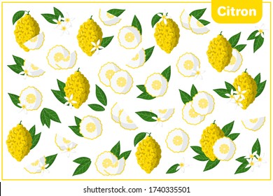 Set of vector cartoon illustrations with whole, half, cut slice Citron exotic fruits, flowers and leaves isolated on white background