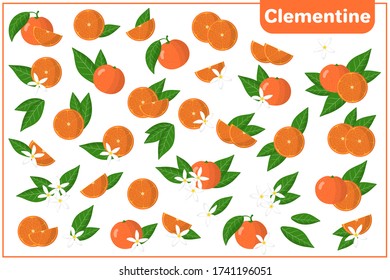 Conjunto de ilustraciones vectoriales de dibujos animados enteros, a medias, trozos cortados Frutas exóticas clementinas, flores y hojas aisladas en fondo blanco

