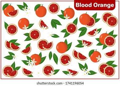 Set of vector cartoon illustrations with whole, half, cut slice Blood orange exotic fruits, flowers and leaves isolated on white background