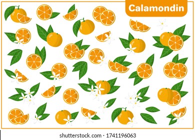 Set of vector cartoon illustrations with whole, half, cut slice Calamondin exotic fruits, flowers and leaves isolated on white background