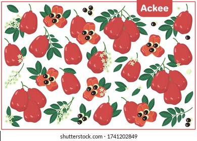 Conjunto de ilustraciones vectoriales de dibujos animados con mitad enteras, trozos cortados Frutas exóticas Ackee, flores y hojas aisladas en fondo blanco