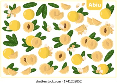 Set of vector cartoon illustrations with whole, half, cut slice Abiu exotic fruits, flowers and leaves isolated on white background