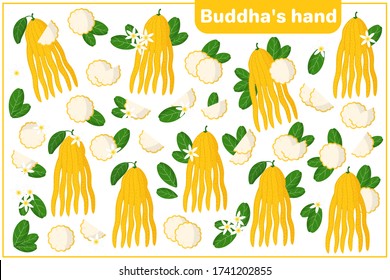 Set of vector cartoon illustrations with whole, half, cut slice Buddha's hand exotic fruits, flowers and leaves isolated on white background
