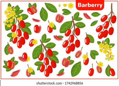 Set of vector cartoon illustrations with whole, half, cut slice Barberry exotic fruits, flowers and leaves isolated on white background