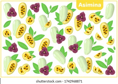 Set of vector cartoon illustrations with whole, half, cut slice Asimina exotic fruits, flowers and leaves isolated on white background