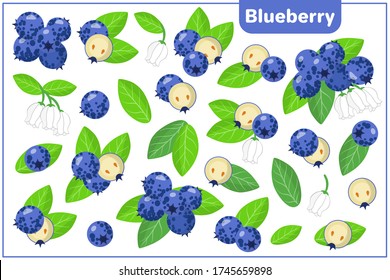 Set of vector cartoon illustrations with whole, half, cut slice Blueberry exotic fruits, flowers and leaves isolated on white background