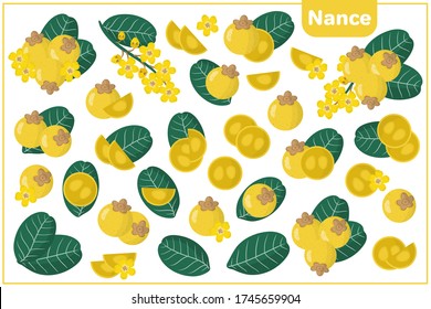 Set of vector cartoon illustrations with whole, half, cut slice Nance exotic fruits, flowers and leaves isolated on white background