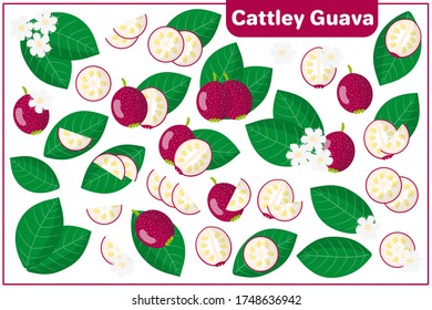 Set of vector cartoon illustrations with whole, half, cut slice Cattley guava exotic fruits, flowers and leaves isolated on white background