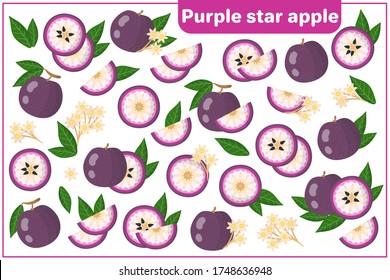 Set of vector cartoon illustrations with whole, half, cut slice Purple Star Apple exotic fruits, flowers and leaves isolated on white background