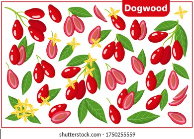 Conjunto de ilustraciones vectoriales de dibujos animados enteros, a medias, trozos cortados Frutas exóticas de Dogwood, flores y hojas aisladas en fondo blanco