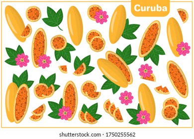 Conjunto de ilustraciones vectoriales de dibujos animados enteros, a medias, trozos cortados Curuba frutos exóticos, flores y hojas aisladas en fondo blanco