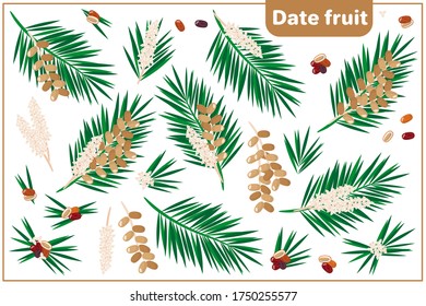 Set of vector cartoon illustrations with whole, half, cut slice Date Fruit exotic fruits, flowers and leaves isolated on white background