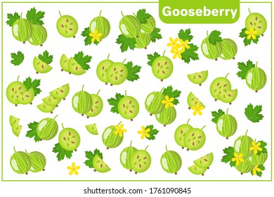 Set of vector cartoon illustrations with whole, half, cut slice Gooseberry exotic fruits, flowers and leaves isolated on white background
