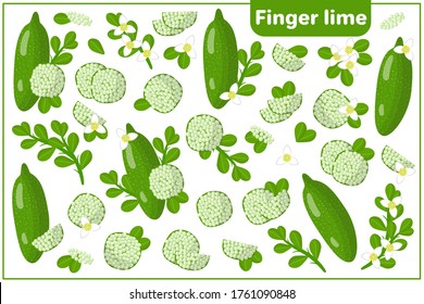 Set of vector cartoon illustrations with whole, half, cut slice Finger lime exotic fruits, flowers and leaves isolated on white background
