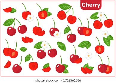 Reihe von Vektorcartoon-Illustrationen mit ganz, halb, geschnitten Cherry exotische Früchte, Blumen und Blätter einzeln auf weißem Hintergrund