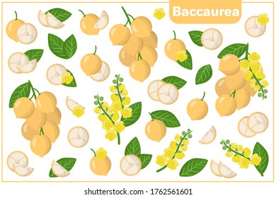 Conjunto de ilustraciones vectoriales de dibujos animados con mitad enteras, trozos cortados Baccaurea frutos exóticos, flores y hojas aisladas en fondo blanco