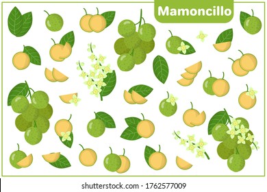 Conjunto de ilustraciones vectoriales de dibujos animados enteros, a medias, trozos cortados Mamoncillo frutos exóticos, flores y hojas aisladas en fondo blanco