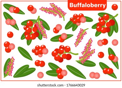 Set of vector cartoon illustrations with whole, half, cut slice Buffaloberry exotic fruits, flowers and leaves isolated on white background