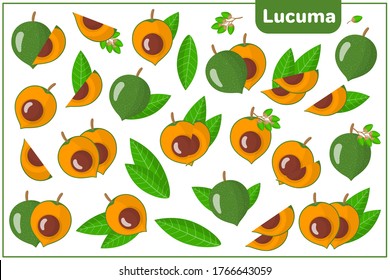 Conjunto de ilustraciones vectoriales de dibujos animados enteros, a medias, trozos cortados Lucuma frutos exóticos, flores y hojas aisladas en fondo blanco