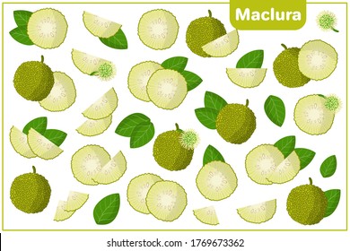 Set of vector cartoon illustrations with whole, half, cut slice Maclura exotic fruits, flowers and leaves isolated on white background