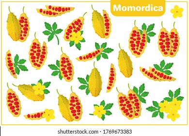 Conjunto de ilustraciones vectoriales de dibujos animados enteros, a medias, trozos cortados Momordica frutos exóticos, flores y hojas aisladas en fondo blanco
