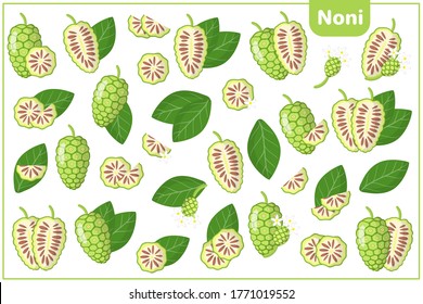 Conjunto de ilustraciones vectoriales de dibujos animados enteros, a medias, trozos cortados Frutas exóticas Noni, flores y hojas aisladas en fondo blanco