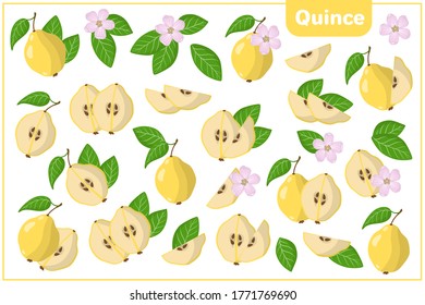 Conjunto de ilustraciones vectoriales de dibujos animados enteros, a medias, trozos cortados Quince frutos exóticos, flores y hojas aisladas en fondo blanco