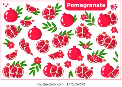 Set of vector cartoon illustrations with whole, half, cut slice Pomegranate exotic fruits, flowers and leaves isolated on white background