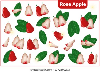 Set of vector cartoon illustrations with whole, half, cut slice Rose Apple exotic fruits, flowers and leaves isolated on white background