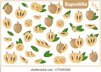 Set of vector cartoon illustrations with whole, half, cut slice Sapodilla exotic fruits, flowers and leaves isolated on white background