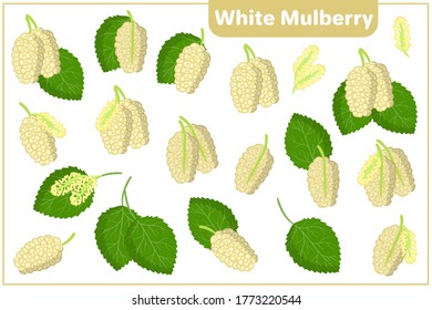 Set of vector cartoon illustrations with whole, half, cut slice White Mulberry exotic fruits, flowers and leaves isolated on white background