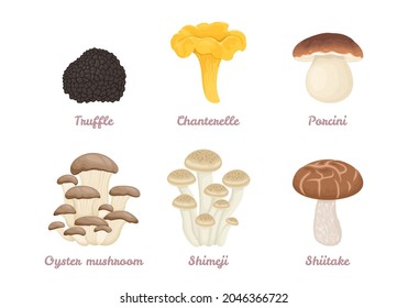 Set of vector cartoon mushrooms. Porcini, Chanterelle, Truffle, Oyster mushroom, Shimeji, Shiitake.