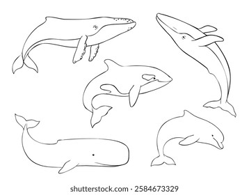 Set of Vector cetaceans fish. Underwater animal of Blue whale, Orcinus orca, Dolphin and cachalot. Hand drawn contour illustration of Aquatic placental marine mammal with flippers and tail. Etching of