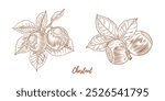 Set of vector chestnut branch with nuts and leaves flowers line art illustration, graphic line chestnut floral combination. Chestnut branch. Great for any designs, textile, art, walls