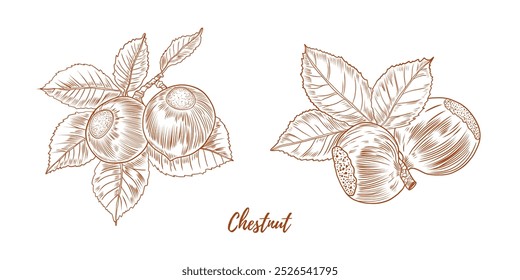 Set of vector chestnut branch with nuts and leaves flowers line art illustration, graphic line chestnut floral combination. Chestnut branch. Great for any designs, textile, art, walls