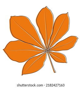 Set of vector chestnut leaf outline and coloured icon. Simple chestnut leaves illustration for logo. Realistic hand drawn leaves illustration set on white background.