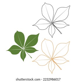 Set of vector chestnut leaf outline and coloured icon. Simple chestnut leaves illustration for logo. Realistic hand drawn leaves illustration set on white background.