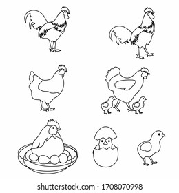 set of vector chicken isolated on white background.