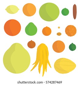 Set of vector citrus fruits