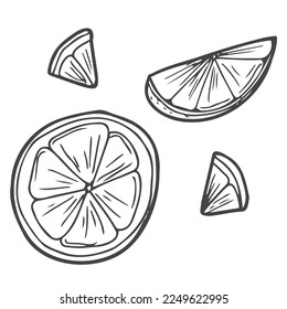 Set of vector citrus fruits: lemon, orange, tangerine. Hand drawn collection for design, isolated on white. Black lines sketch