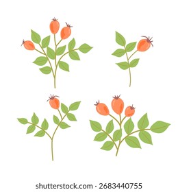 Conjunto de arte vetorial de clipe de planta de rosehip colorida com bagas no fundo branco. 